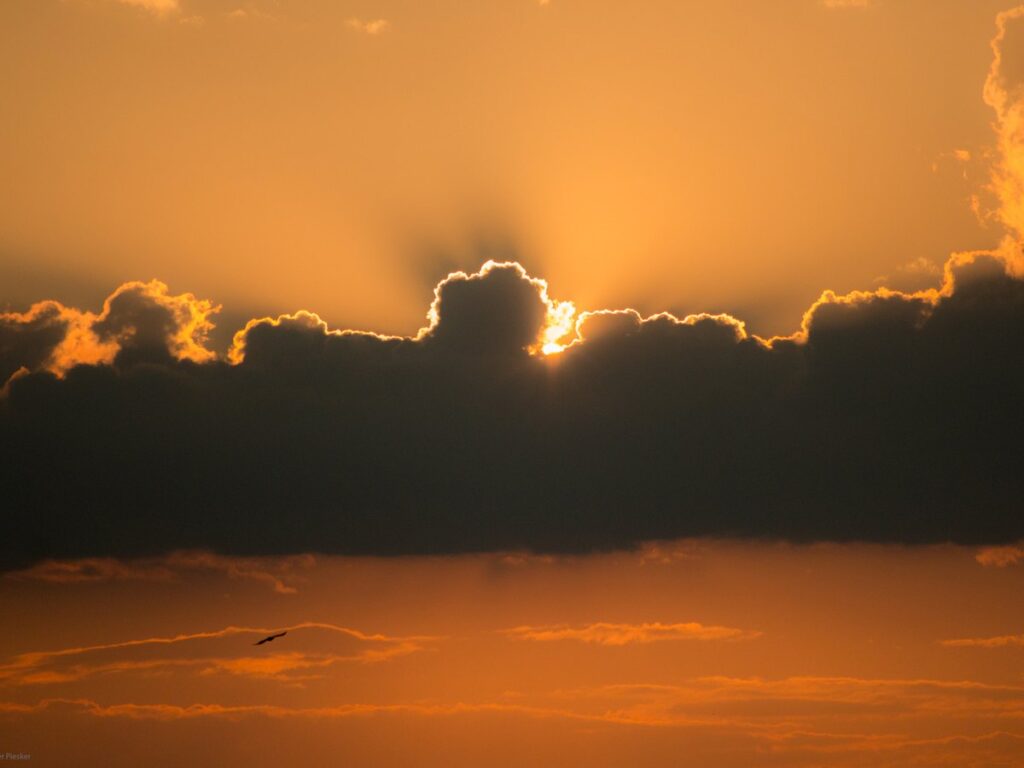 Vogel im offenen Himmel