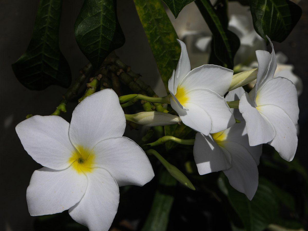 Brautstrauß aus hellen Blumen