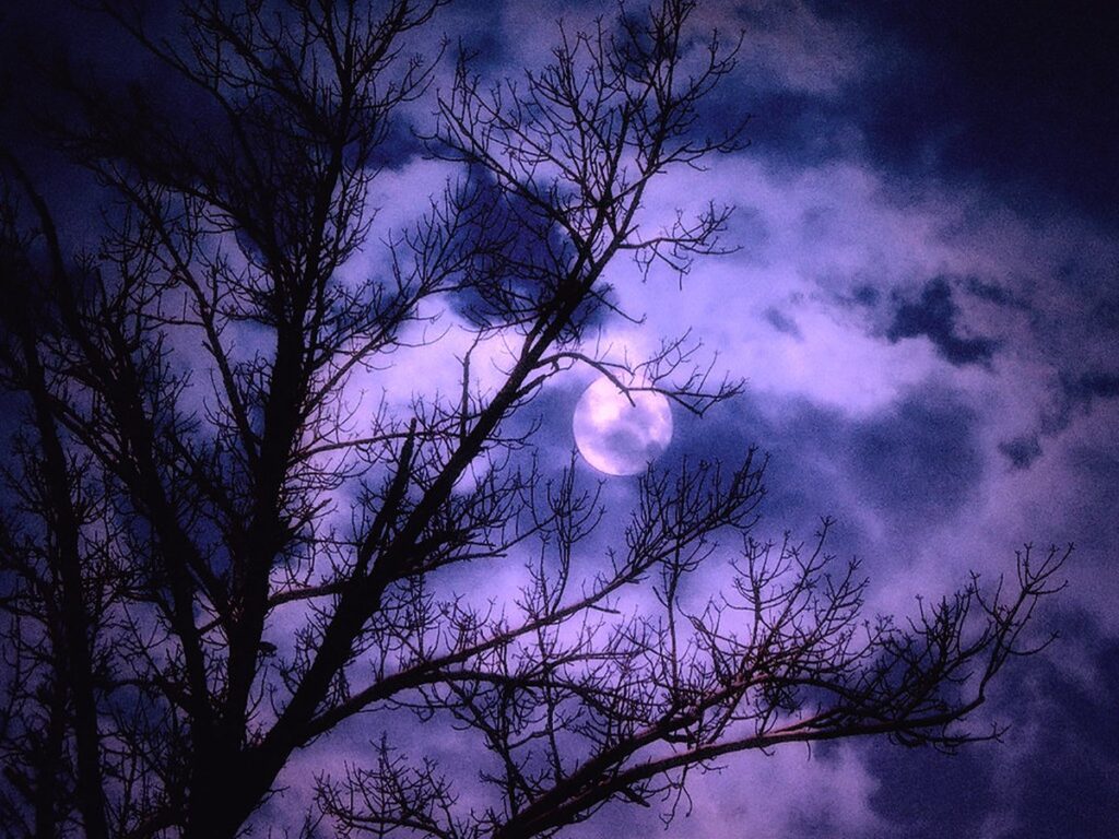 Tree.moon.night