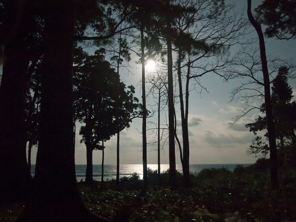 Andaman Islands, Full moon night, Forest by the sea at night
