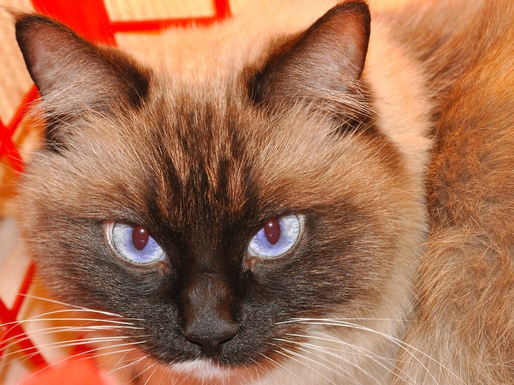 Sitzende Katze