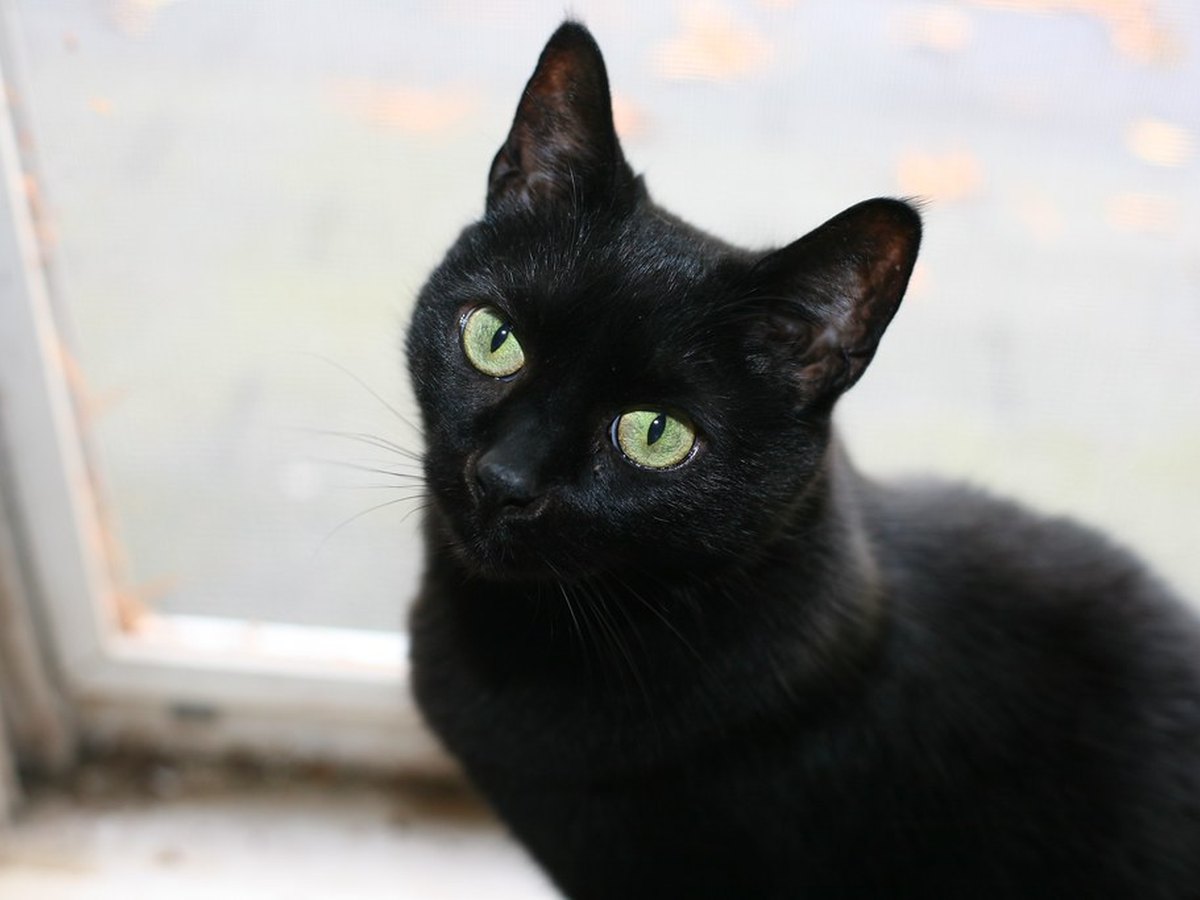 Schwarze Katze