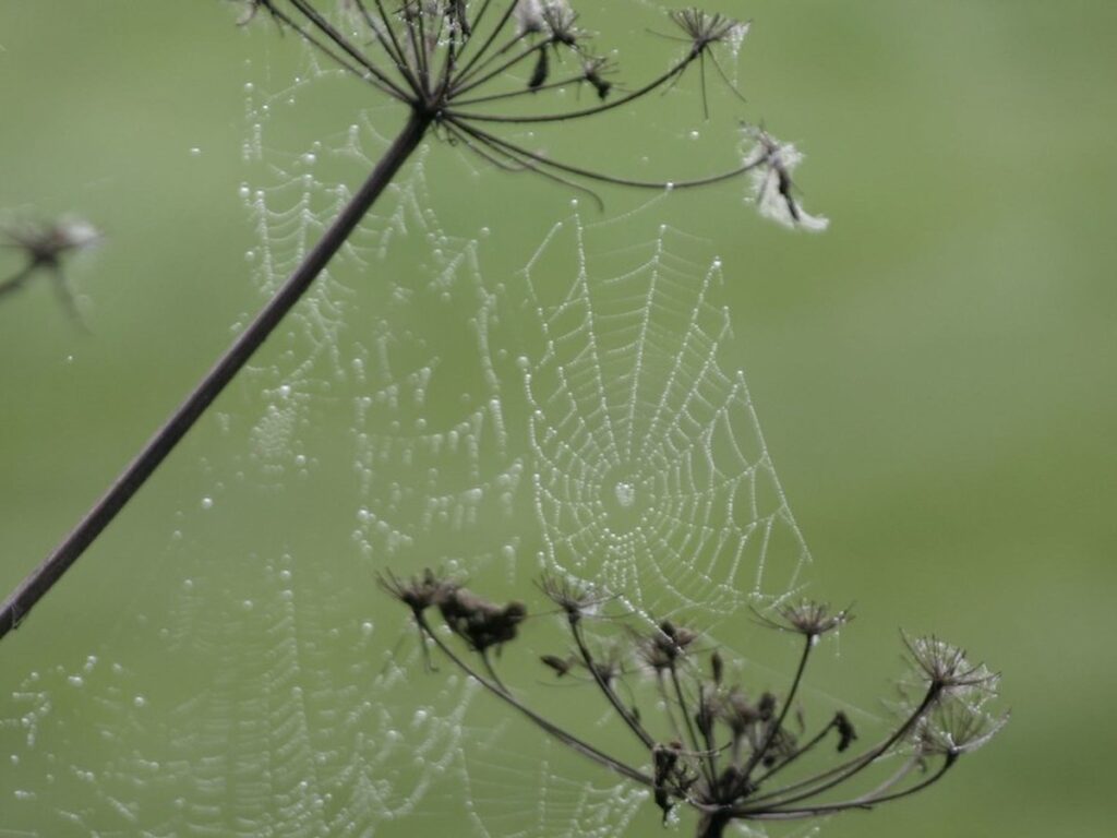 Spinnennetz