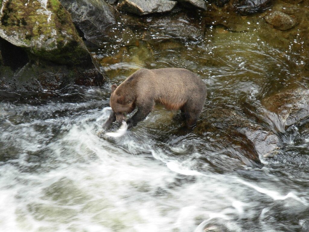 Braunbär im Wald