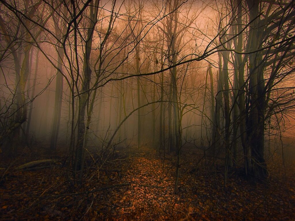 Light Through the Fog