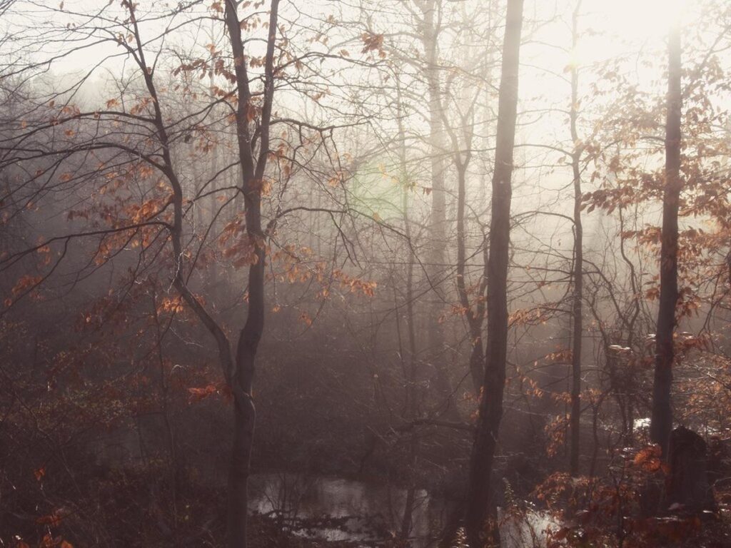 Forest behind house - 2